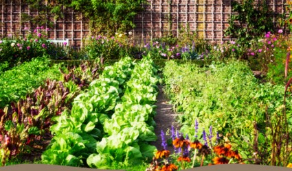 How to make your Garden More Eco-Friendly