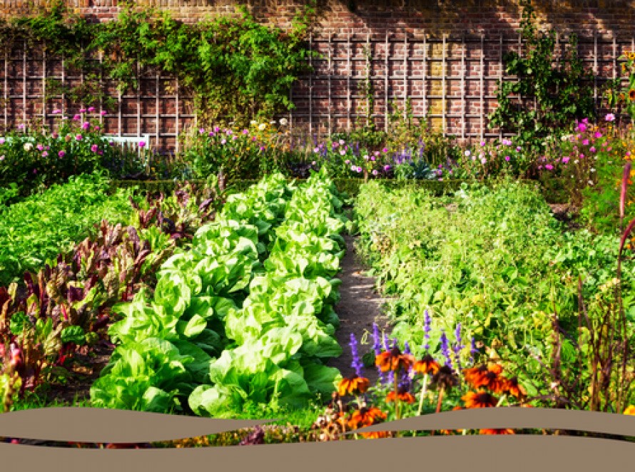 How to make your Garden More Eco-Friendly