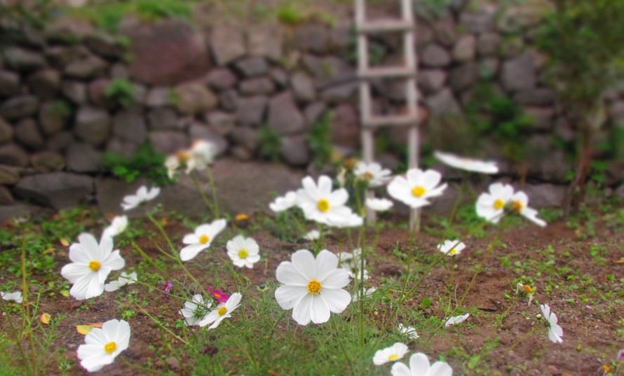 daisies-garden